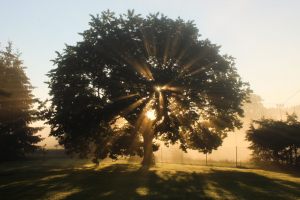I m Hradec K. 9) Tree